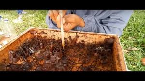 We did not find results for: Contoh Proposal Usaha Budidaya Lebah Madu Berbagi Contoh Proposal