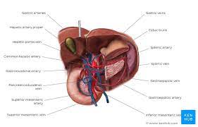They also transport blood that has been drained from the colon, pancreas, small intestine, and the stomach. Blood Vessels Of Abdomen And Pelvis Anatomy Overview Kenhub