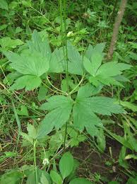 Image result for Ottelia cylindrica