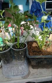 Letak bekas semaian ini di tempat yang ada cahaya tapi jangan terus kena matahari ya. Patutlah Tanam Tak Menjadi Ini Sebenarnya Cara Betul Tanam Semai Daun Sup Di Rumah