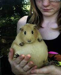 Pin On Guinea Pigs