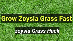 In the fall, start reducing the amount of supplemental watering as the temperatures fall to reduce the chance of turf disease forming. How To Get Your Zoysia Grass Spreading Faster Garden Tips Youtube