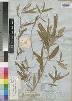 Image result for Caperonia fistulosa