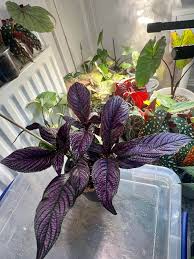 Image result for Strobilanthes