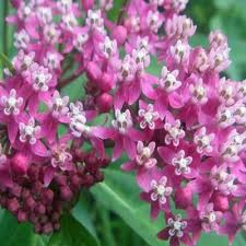 Onlineplantcenter 1 Gal Soulmate Butterfly Milkweed Plant A149cl At The Home Depot Milkweed Plant Butterfly Plants Milkweed