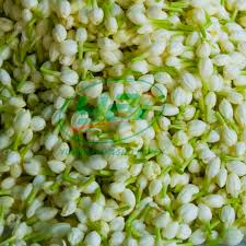 Maybe you would like to learn more about one of these? Fresh Jasmine Flower Exporter For Importers In Malaysia Singapore Dubai Canada Usa Uk France Germany Buy Fresh Flowers Exporter To Malaysia Singapore