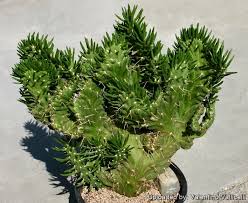 Image result for Austrocylindropuntia