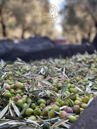 Green Olive Oil Are You Certain It S The Highest Quality One Masia El Altet Blog