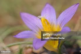 Image result for Romulea