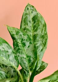 Toxic to cats and dogs. Aglaonema Peacock Is Highly Dappeled And Easy To Care For
