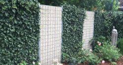 Efeuhecke Pflanzfertige Heckenelemente Efeuhecke Vorgarten Garten