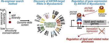 Check spelling or type a new query. Discovery Of Antar Rnas And Their Mechanism Of Action In Mycobacteria Sciencedirect
