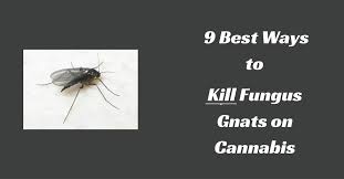 Outside home remedy to get rid of gnats. 9 Best Ways To Kill Fungus Gnats On Cannabis