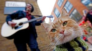 A street cat named bob is an international sensation, landing on the bestseller list in england for 52 consecutive weeks and selling in 26 countries around the world. A Street Cat Named Bob