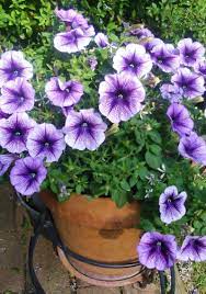 Pin By Morgandy Caye On Awf Chocolate Hobbies Activities Container Gardening Flowers Blue And Purple Flowers Plants For Hanging Baskets