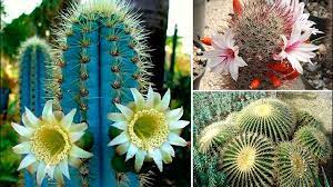 Por esta razón es posible ver cactus en zonas abiertas como parques o el fruto que poseen diversos tipos de cactus es conocido como nopal. Tipos De Cactus Conoce Su Clasificacion Con Ejemplos Y Caracteristicas