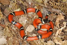 Andererseits sind selbst diese teils stark vom aussterben bedroht. Zzf Zzf Fordert Sachkundenachweis Fur Halter Von Gifttieren