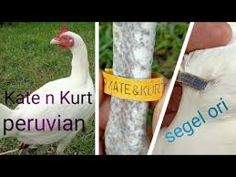 S128 merupakan permainan sabung ayam online yang dahulunya hanya dapat dilihat dalam arena adu ayam. Kate And Kurt Peruvian Breeder Ayam Peru Betina Import Youtube