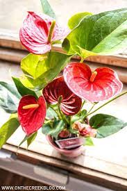 Ace Of Hearts Anthurium Plant Care Guide Anthurium Plant Plant Care Houseplant Plant Care