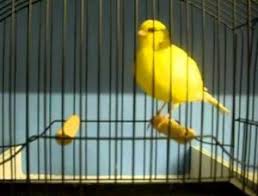 Maybe you would like to learn more about one of these? 7 Jenis Burung Kenari Yang Populer Dan Paling Diminati