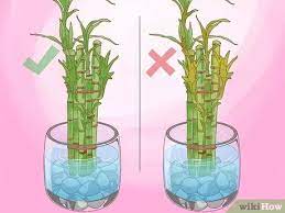 Lucky Bamboo Plants