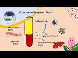 Abu adalah residu anorganik dari proses pembakaran atau oksidasi komponen organik bahan pangan. Komponen Penyusun Darah Pembelajaran Kelas 8 Youtube