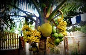 199.178 resep buah buahan ala rumahan yang mudah dan enak dari komunitas memasak terbesar dunia! Tanam Pokok Buah Buahan Di Taman Perumahan Binmuhammad