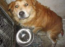 I knew that once i got older, i would want to have… No Kill Policies Slowly Killing Animals Peta