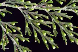 Image result for Vandenboschia