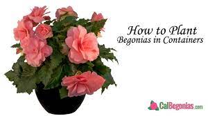 Pin On Begonia Growing Care