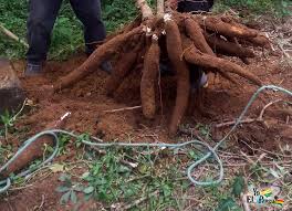 Alcaldía de El Pangui