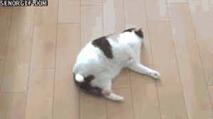 Watch and download for free! Cat Helps Clean The Floor Senor Gif Pronounced Gif Or Jif