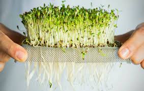Maybe you would like to learn more about one of these? Sprouts Microgreens Babygreens Kellogg Garden Organics