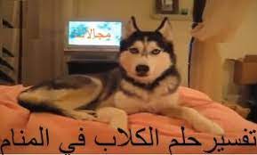 تفسير حلم الكلب في المنام وجميع انواع الكلاب ودلائلها مجالات