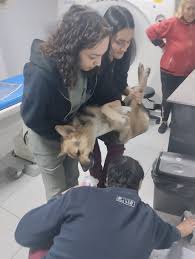 Update on the street dog with the injured leg. Unfortunately the leg is  broken. I thought he had possibly been run over but the Vet thinks he has  been bitten by a