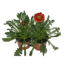 Image result for foto Gazánie