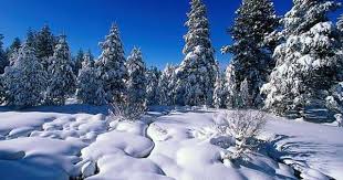 Fond D Ecran Foret Sous La Neige Fonds D Ecran Neige Et Hiver Paysage Enneige Paysage De Neige Fond D Ecran Foret