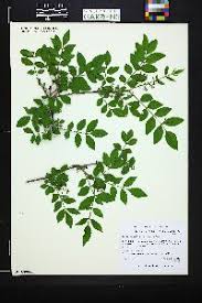 Image result for Zanthoxylum delagoense