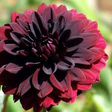 Pin By Jessi Cummings On The Empty Backyard Dahlia Flower Black Dahlia Dahlia