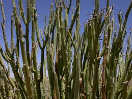 Image result for Kleinia longiflora