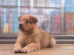 Wong Choy in Asia: The most common dog name in Asia