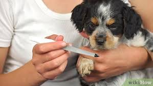 Trimming your puppy's nails might sound like tedious work. How To File Puppy Nails 10 Steps With Pictures Wikihow