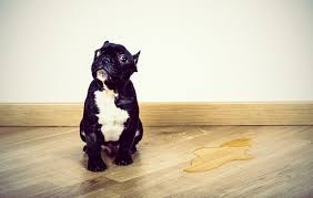 Dog urine, if left on hardwood floors, can cause deep stains and bad urine odor in the house. How To Get Dog Or Cat Urine Smell Out Of Hardwood Floors Servicemaster Clean
