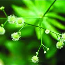 Image result for Galium chloroionanthum
