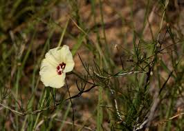 Image result for Merremia palmata