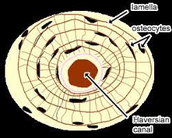 Mri of the brain an mri was performed on a healthy subject, with several acquisitions with different weightings: Cartilage Bone Ossification The Histology Guide