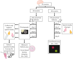 Rfrp3 Influences Basal Lamina Degradation Cellular Death