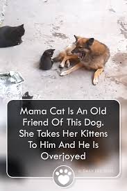 Dogs And Cats Notoriously Don T Get Along But These Two Are Old Friends The Dog Is So Happy To See His Old Friend And Her New Kittens Mama Cat Kittens