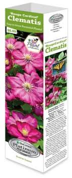 Дикоград, дедушкины кудри, бородавник, жигучка, жигунец, жигунек, цепкий ломонос, клематис винограднолистный. Degroot Clematis Rouge Cardinal 1 Bulb At Tractor Supply Co