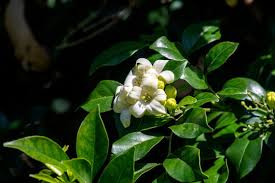 Image result for Murraya